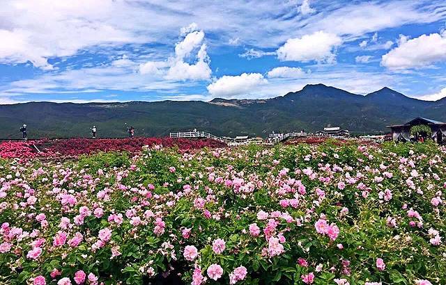 丽江花花色玫瑰庄园