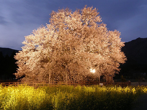 一心行的大樱花树旅游景点图片