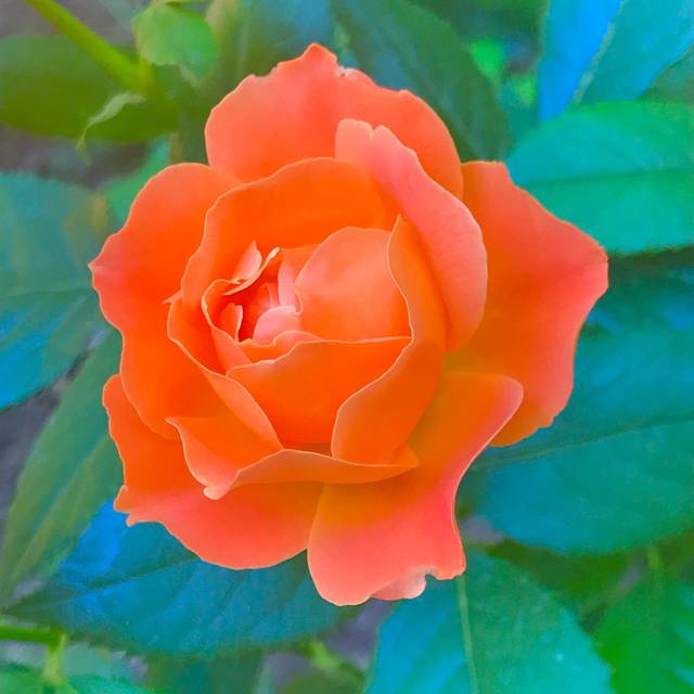 地坛公园-月季园