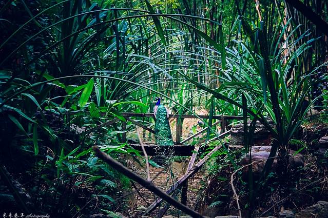 勐巴娜西珍奇园