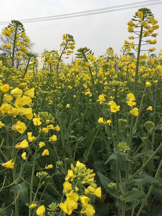 广新农业生态园