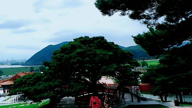 小河龙千年古松