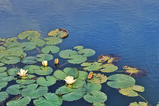 东钱湖下水湿地公园旅游景点图片