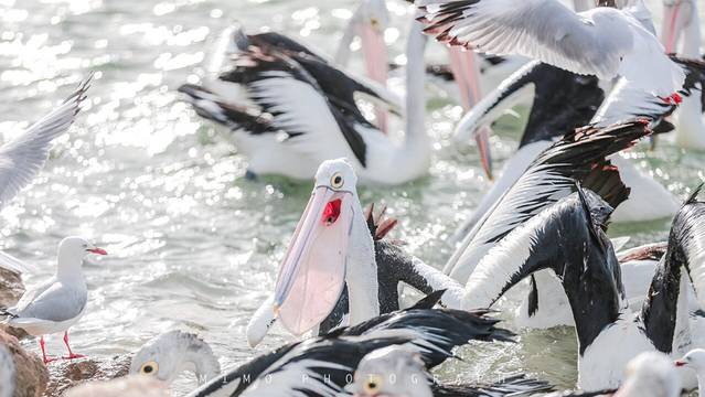 Kangaroo Island Trails