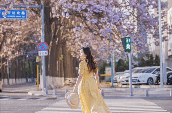 宏达北路桐花大道旅游景点图片