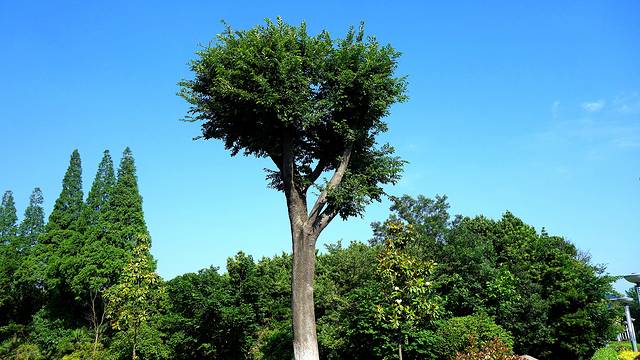 江都水利枢纽植物园