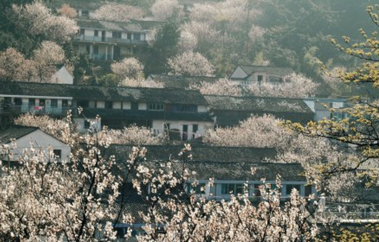 榧王村民委员会