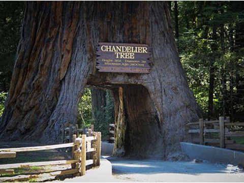 红杉树国家公园旅游景点图片