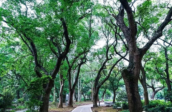 北乡香樟公园旅游景点图片