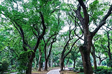 北乡香樟公园