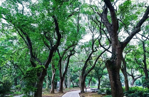 北乡香樟公园的图片