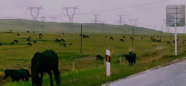 共和县倒淌河镇雪域藏獒观赏园