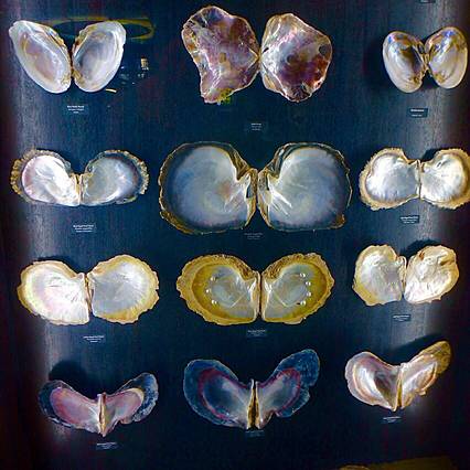 长滩珍珠销售展示中心