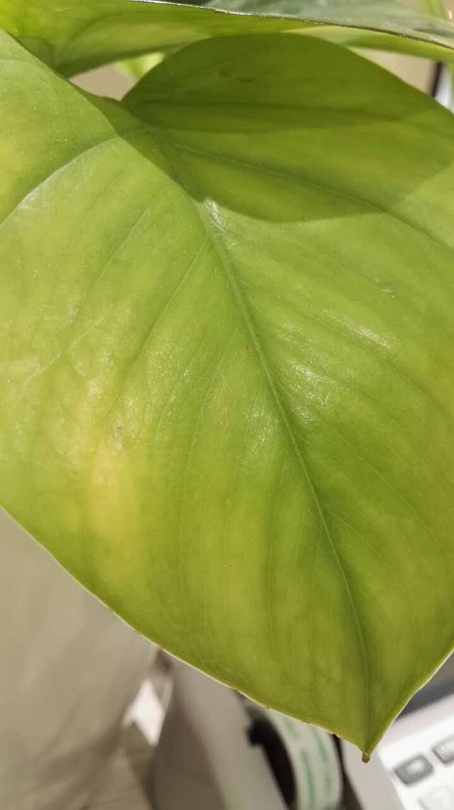 麦当劳(高岛屋店)