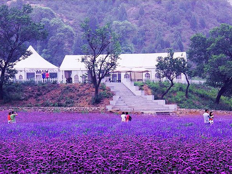 北京梦幻紫海香草庄园旅游景点图片