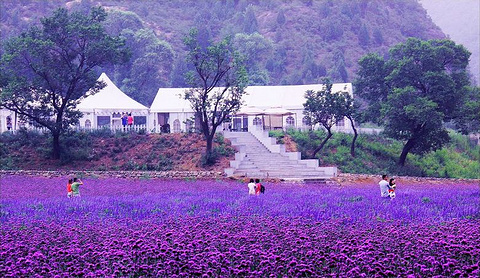 北京梦幻紫海香草庄园的图片