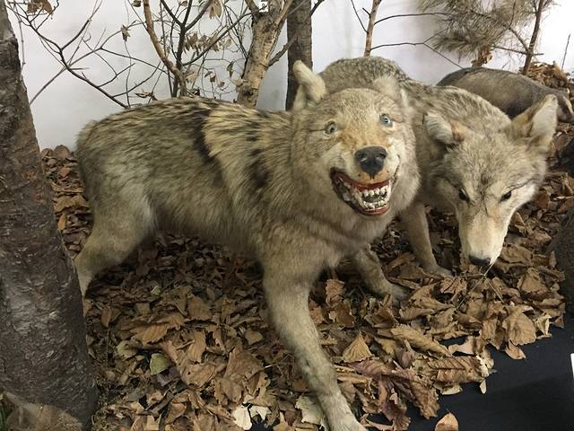 阿穆尔州地志博物馆