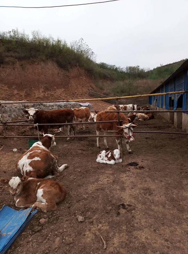 广西扶绥种畜场