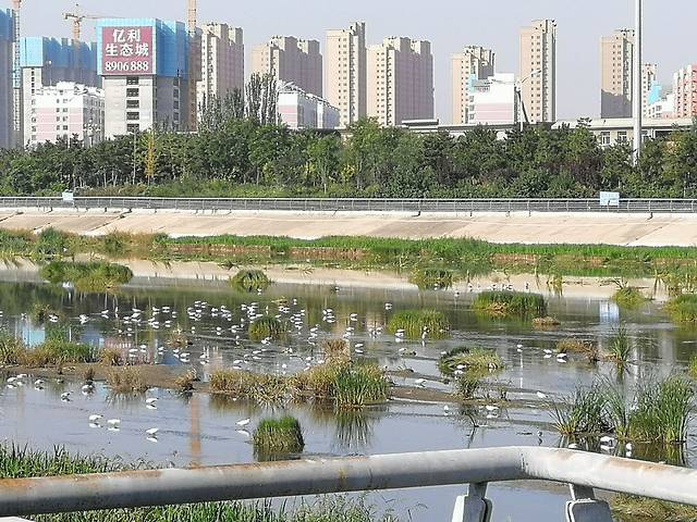 呼和浩特市赛罕区小黑河景观带
