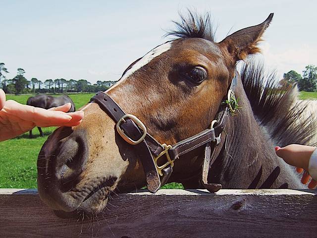 爱尔兰国家种马场