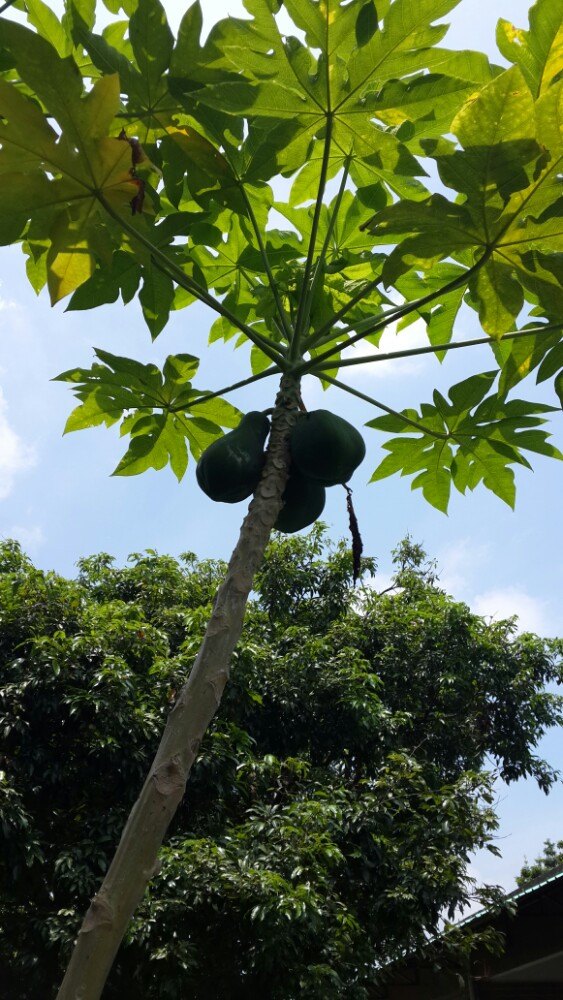 松山湖阳光沙滩