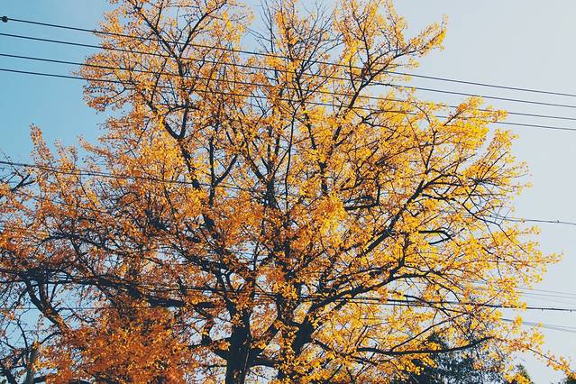 万市杨家村古银杏文化保护主题公园