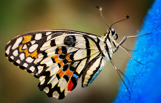 Jumalon Butterfly Sanctuary旅游景点图片
