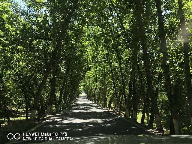 杏林大药房(中钢店)