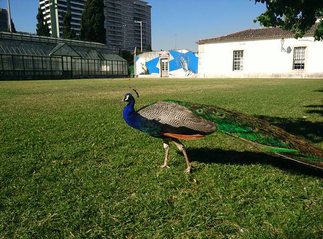 里斯本城市博物馆