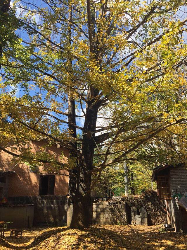 腾冲银杏村康杏园农家乐