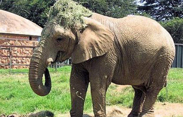 约翰内斯堡动物园