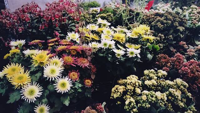 朝来春花卉市场