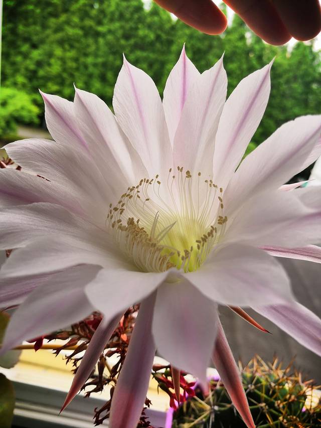 于山风景区-兰花圃