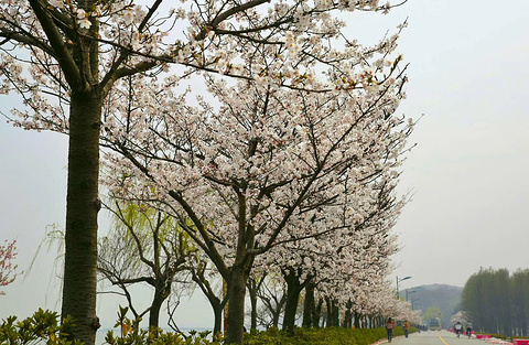 太湖鼋头渚风景区-十里芳径