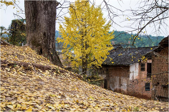 银杏农家乐旅游景点图片