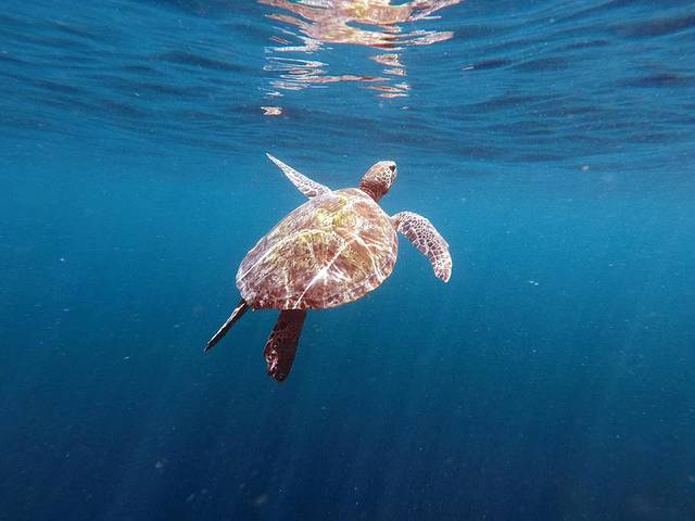 黑珍珠潜水旅游中心 (SML)