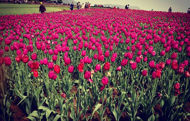 半汤郁金香高地景区