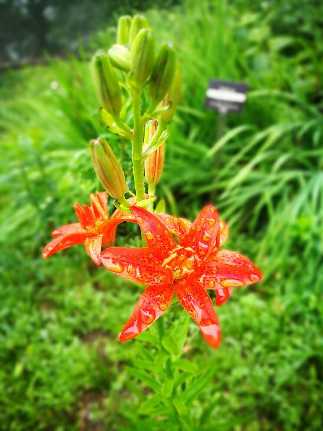 六甲高山植物园