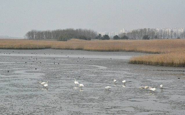 乙淑岛候鸟公园