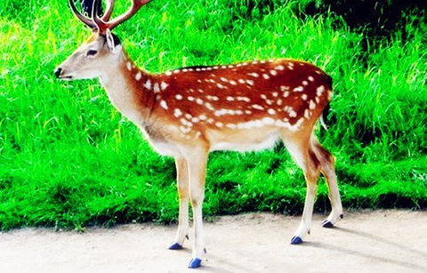 桃红岭梅花鹿国家级自然保护区的图片