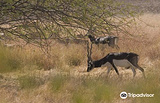 Velavadar Blackbuck National Park