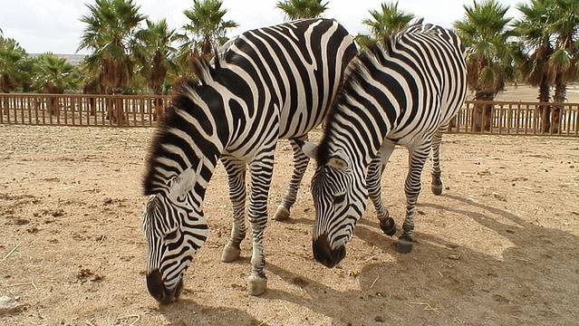 马德里野生动物园