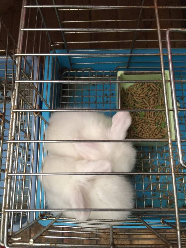 上海岚灵花鸟市场