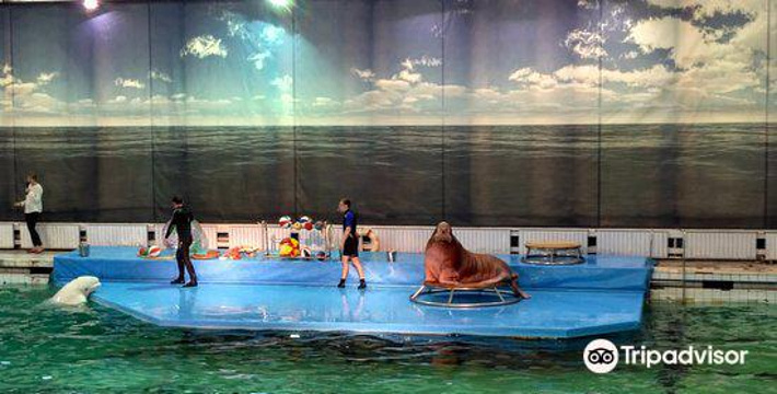 St. Petersburg Dolphinarium旅游景点图片