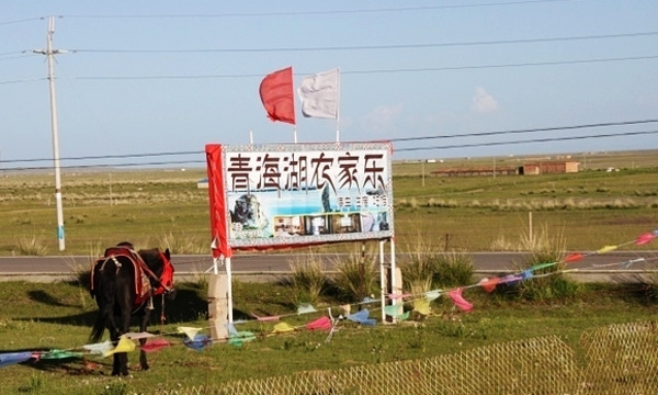 青海湖鸟岛餐饮街旅游景点图片