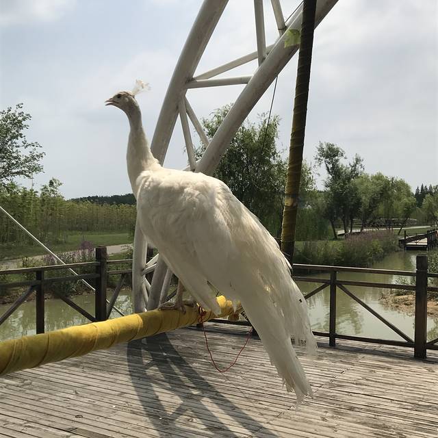 双龙湖湿地观鸟园
