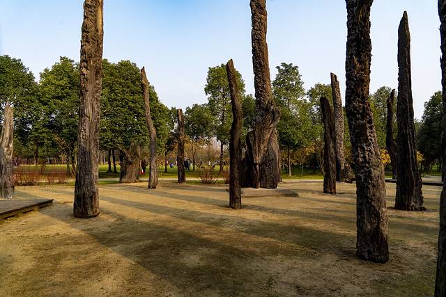 金沙遗址博物馆乌木林