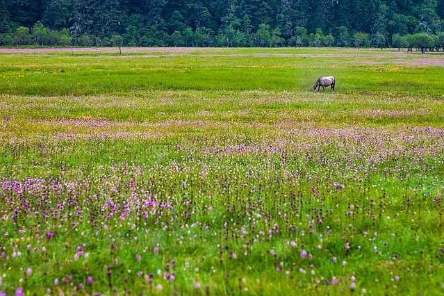 普达措杜鹃花海