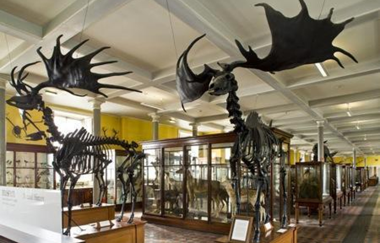 爱尔兰国家自然历史博物馆