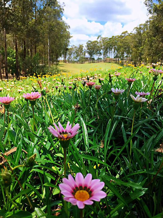 Brookwater Golf and Country Club